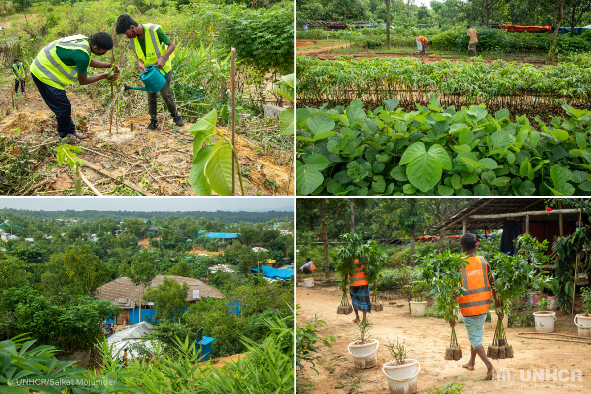 Re-green Kutupalong refugee camp