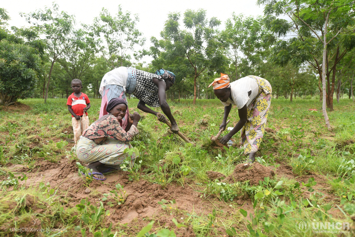 Going green in Cameroon