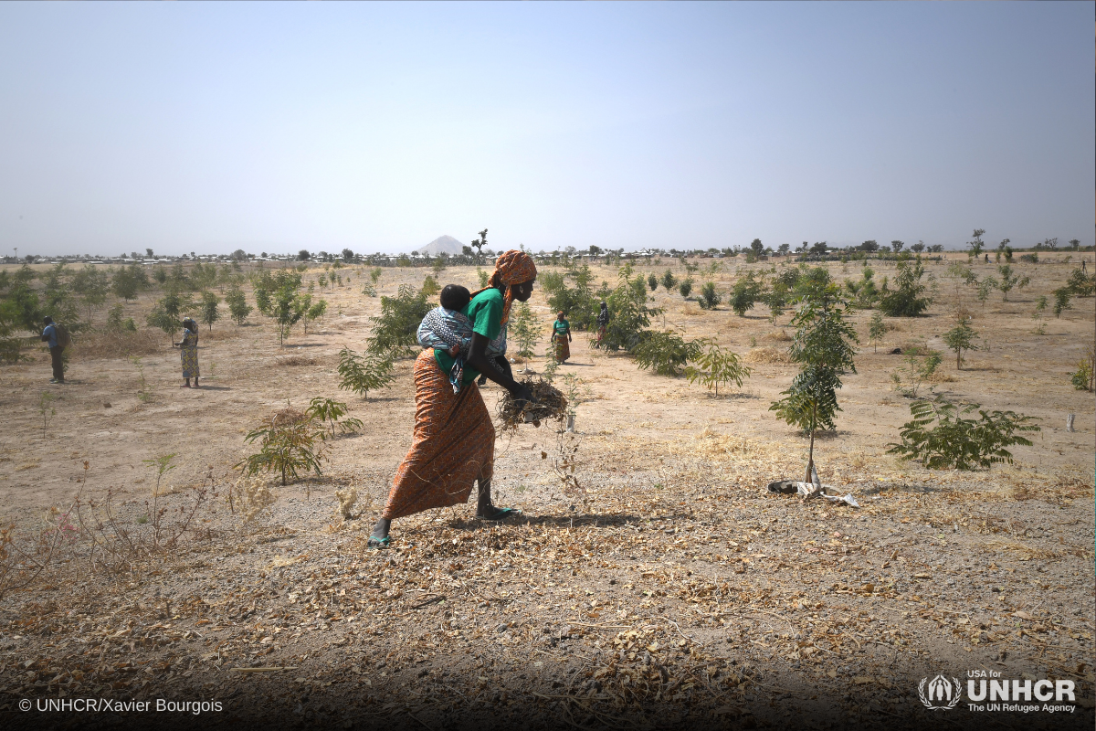 Deforestation in Cameroon