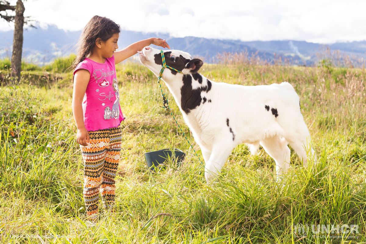 Colombian refugees Heyleen and cow